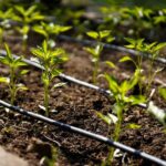 hadice-pro-kapkovou-zavlahu-1P